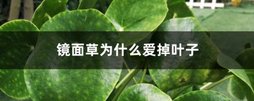 镜面草为什么爱掉叶子