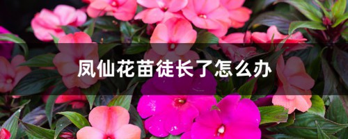 凤仙花苗徒长了怎么办