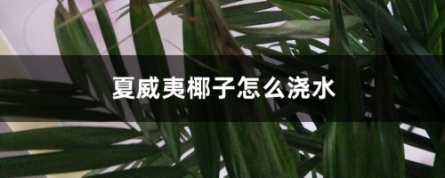 夏威夷椰子怎么浇水