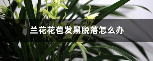 兰花花苞发黑脱落怎么办