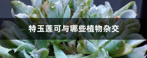 特玉莲可与哪些植物杂交