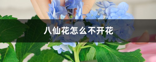 八仙花怎么不开花