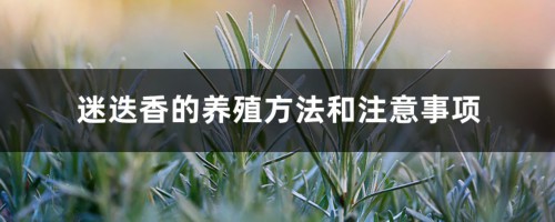 迷迭香的养殖方法和注意事项