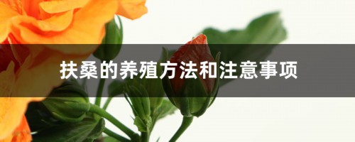 扶桑的养殖方法和注意事项