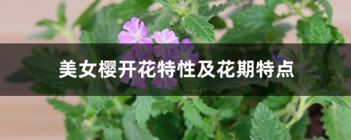 美女樱开花特性及花期特点