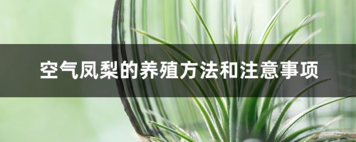 空气凤梨的养殖方法和注意事项