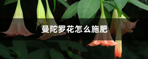 曼陀罗花怎么施肥