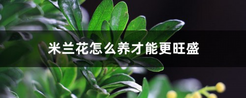 米兰花怎么养才能更旺盛