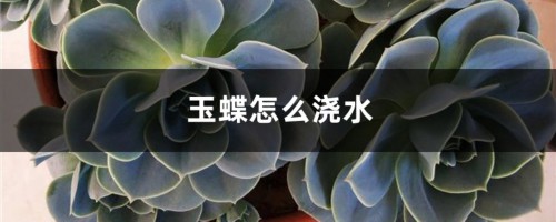 玉蝶怎么浇水