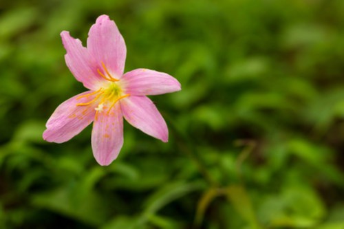 风雨兰