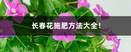 长春花施肥方法大全！