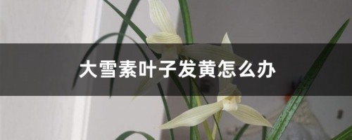 大雪素叶子发黄怎么办