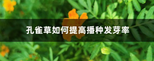 孔雀草如何提高播种发芽率