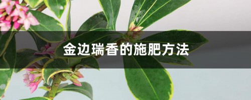 金边瑞香的施肥方法