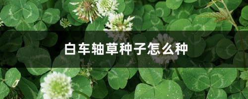 白车轴草种子怎么种