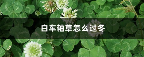 白车轴草怎么过冬