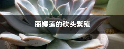 丽娜莲的砍头繁殖