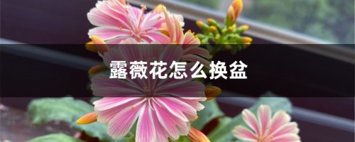 露薇花怎么换盆