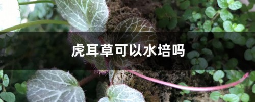 虎耳草可以水培吗