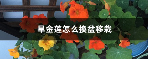 旱金莲怎么换盆移栽