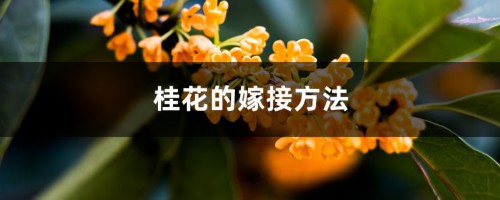 桂花的嫁接方法