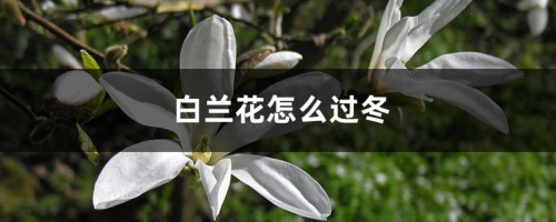 白兰花怎么过冬