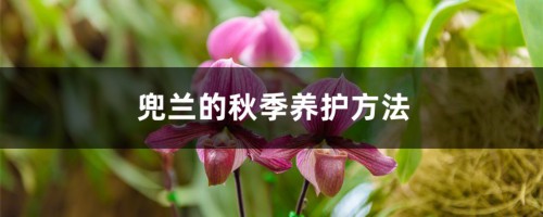 兜兰的秋季养护方法