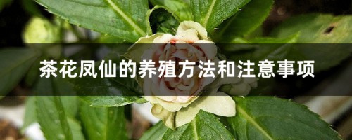 茶花凤仙的养殖方法和注意事项