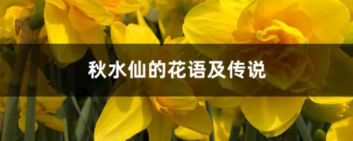 秋水仙的花语及传说