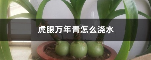 虎眼万年青怎么浇水