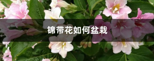 锦带花如何盆栽