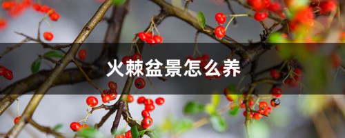 火棘盆景怎么养