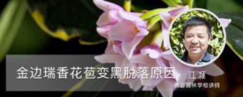 金边瑞香花苞变黑脱落，还能救活吗