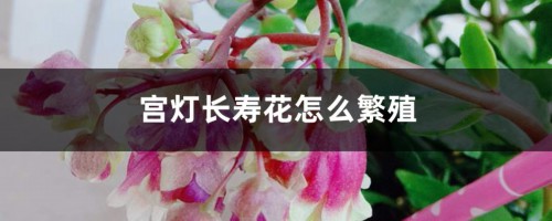 宫灯长寿花怎么繁殖